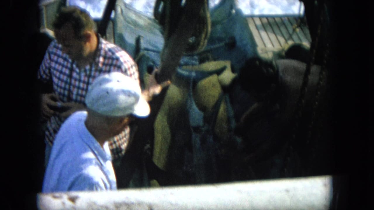 Two adult men stand near a dolphin on a ship deck behind a metal rail.
