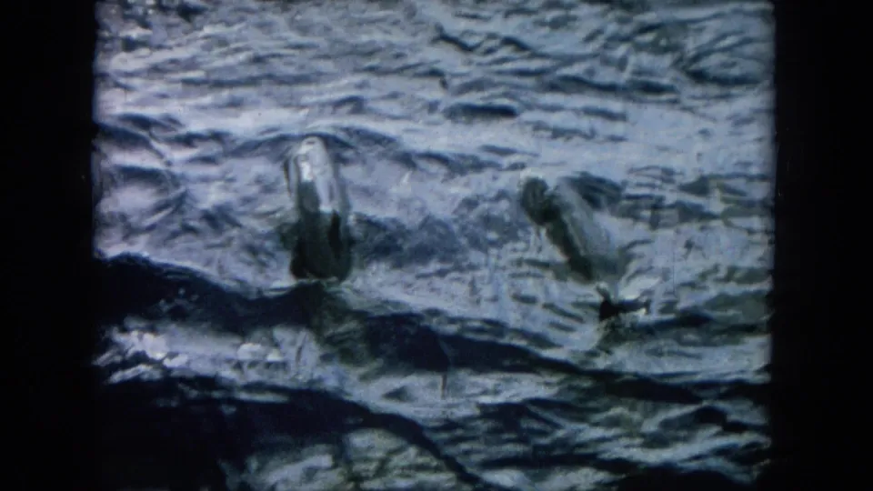 1964 Hawaii 8mm frame showing dolphins breaking the surface in choppy ocean water, viewed from above or from a boat.
