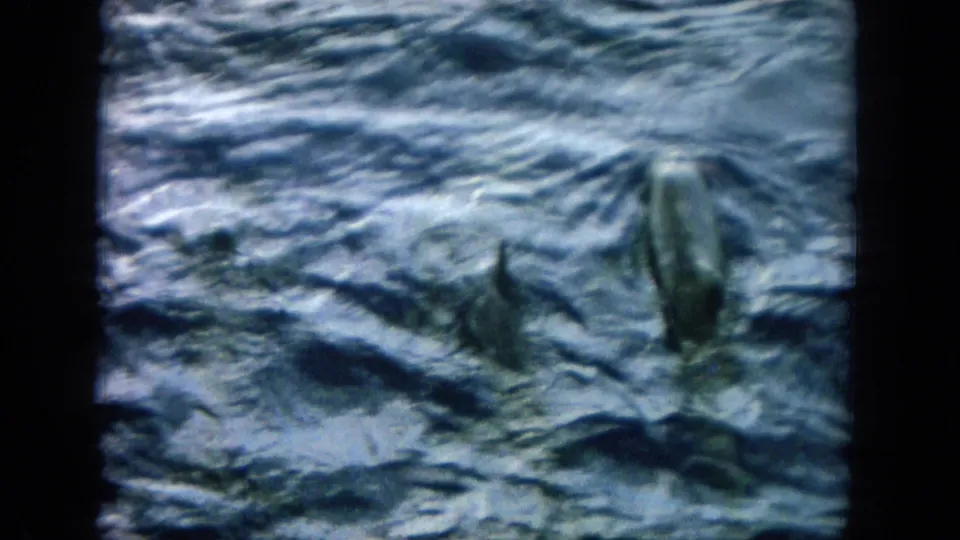 1964 Hawaii 8mm frame showing dolphins moving through blue-green ocean water with visible surface texture and wake.