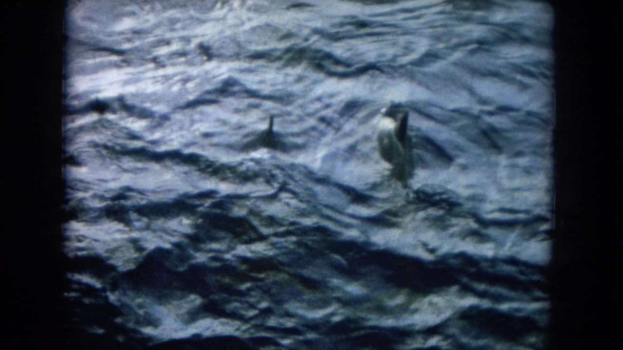 Dolphins surface in choppy blue ocean water within a dark 8mm film frame.