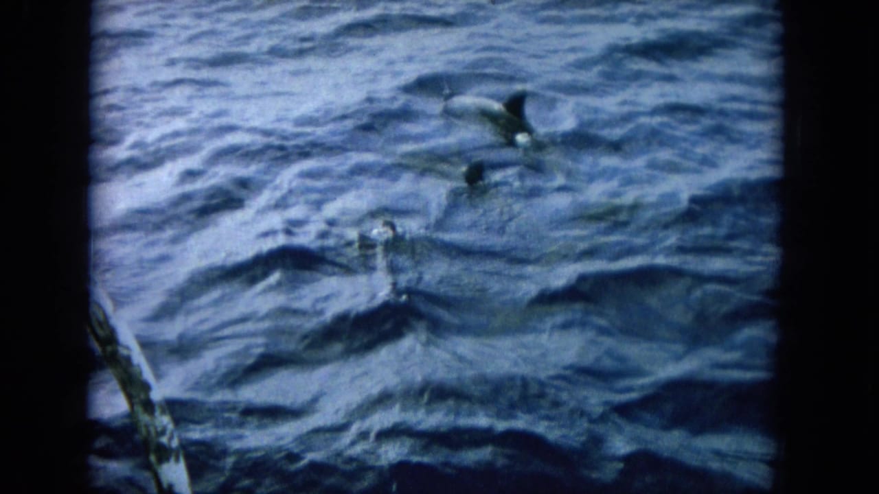 1964 8mm frame from Oahi, Hawaii, with dolphins appearing above and below the surface of the blue sea.