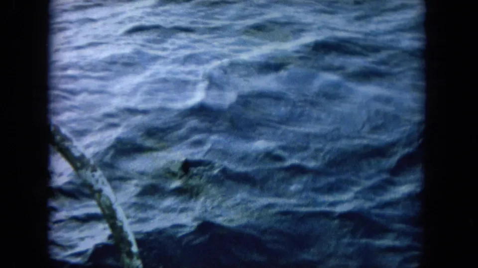 1964 8mm home-movie view from a boat near Oahi, Hawaii, showing a dolphin partly visible beneath blue waves.