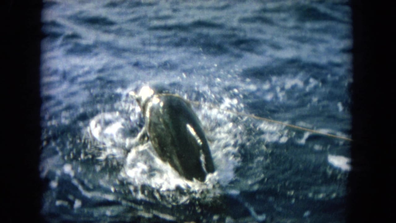 1964 Oahu 8mm frame showing a hooked fish surfacing in dark blue water with bright spray around it.