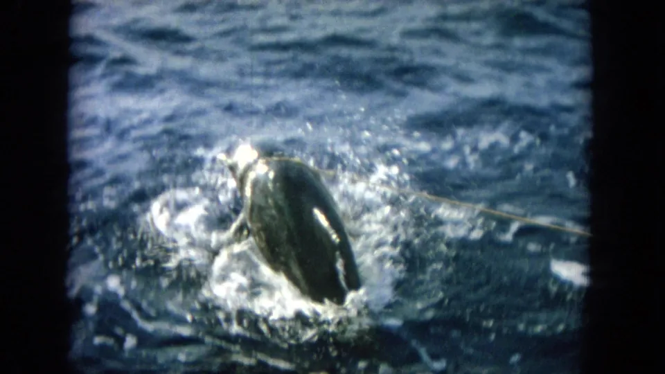 1964 Oahu 8mm frame showing a hooked fish surfacing in dark blue water with bright spray around it.