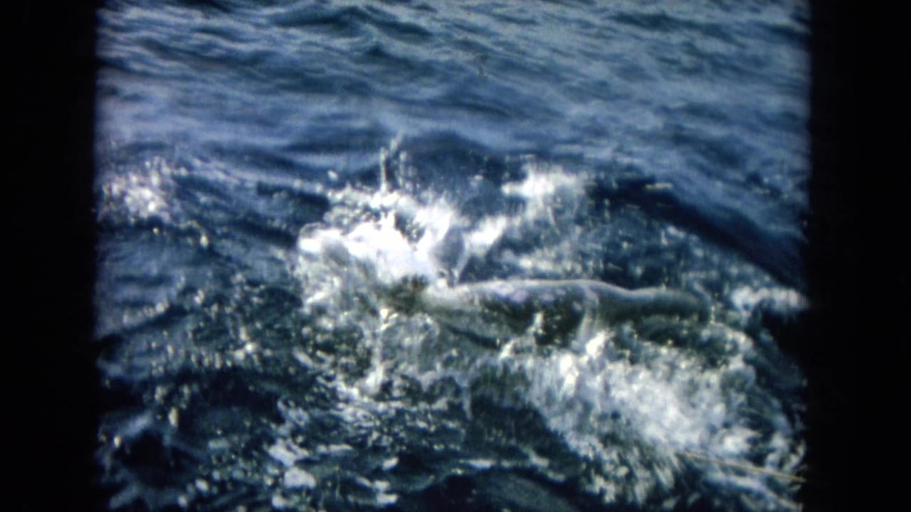 Dolphin thrashing at the ocean surface with white spray around its body.