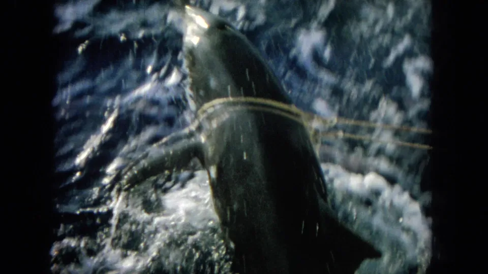 1964 Hawaii 8mm frame showing a close dolphin body in foamy ocean water with rope stretched across it.