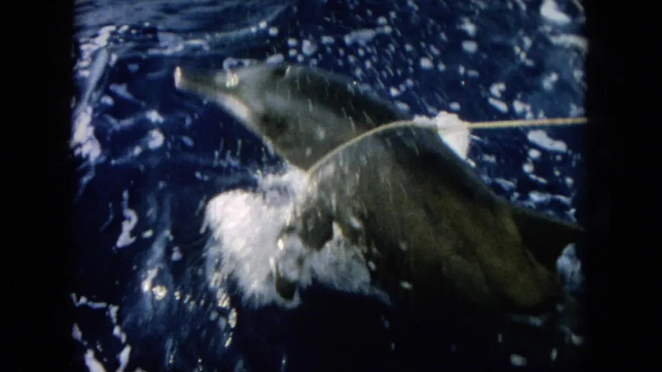 1964 Hawaii 8mm frame showing a dolphin in blue ocean water with rope across the body and spray nearby.
