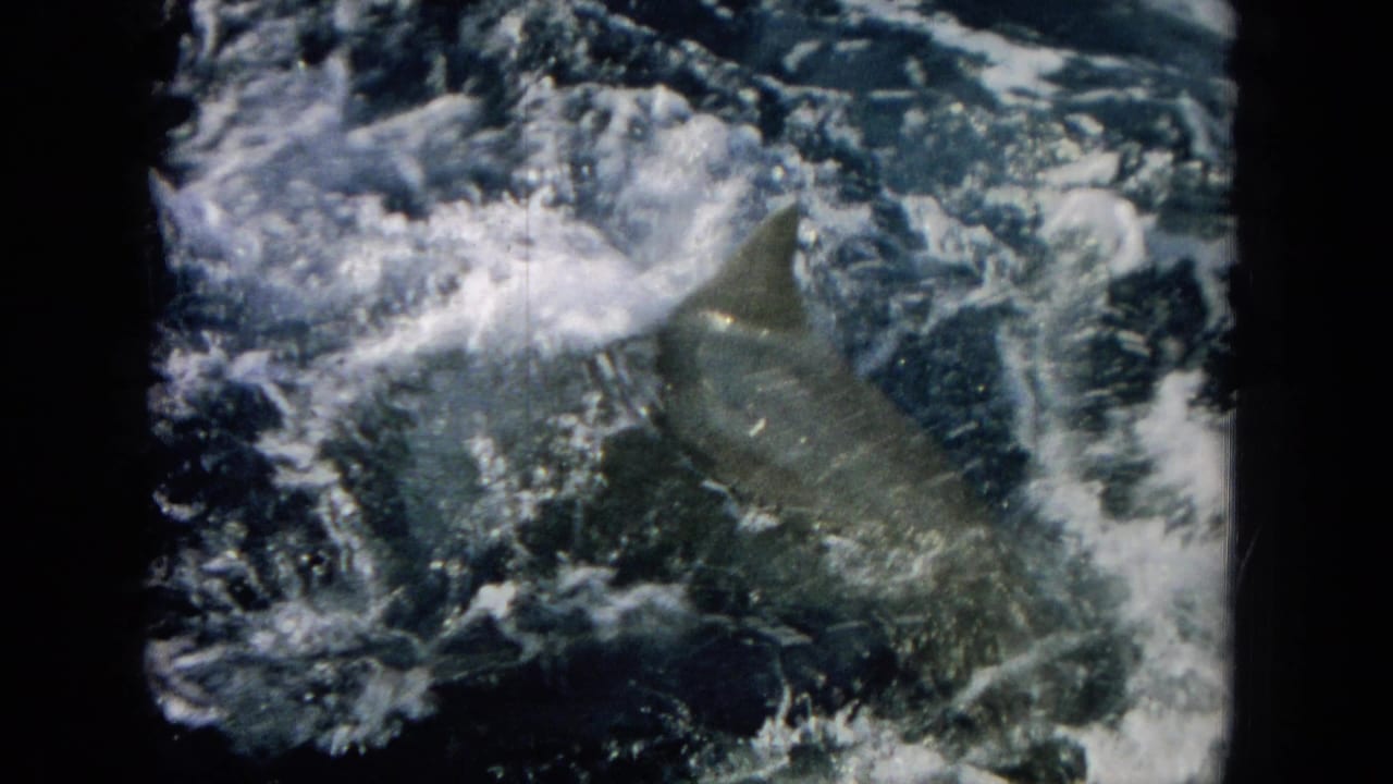 Large fish thrashing in foamy ocean water beside a boat.