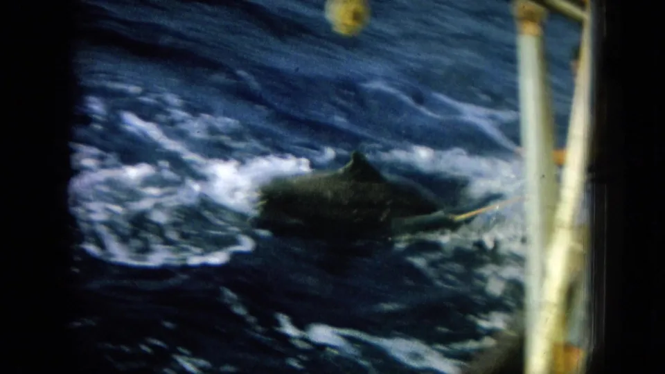 The fish is visible near the boat with a line or rope extending toward it in 1964 Hawaii fishing footage.
