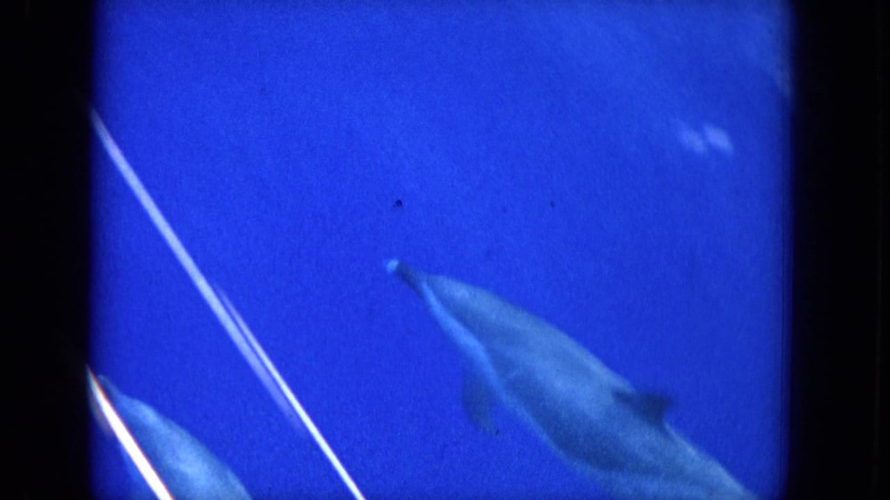 Dolphin swimming through deep blue water with bright diagonal lines and film borders visible.