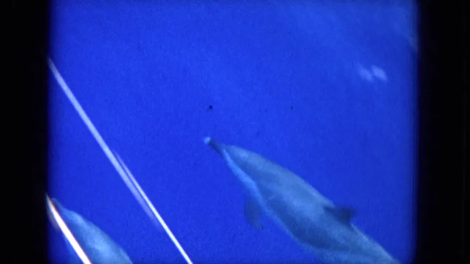 1964 Hawaii 8mm frame showing a dolphin gliding underwater in blue water, with grain, blur, and black scan borders.