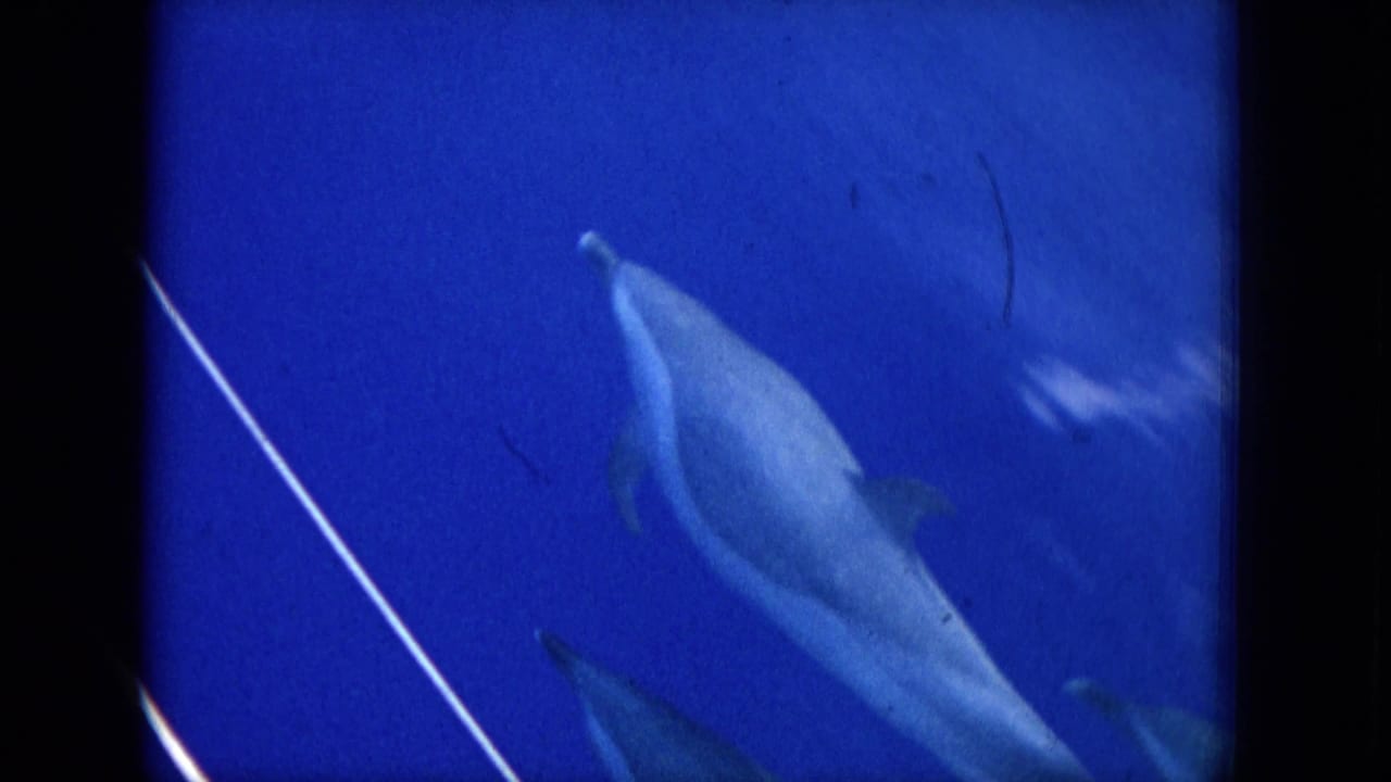 1964 Hawaii 8mm frame with multiple dolphins visible underwater, softened by blue tint, grain, and motion blur.