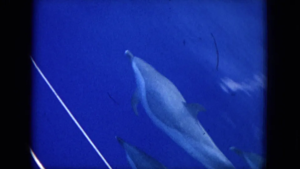 1964 Hawaii 8mm frame with multiple dolphins visible underwater, softened by blue tint, grain, and motion blur.