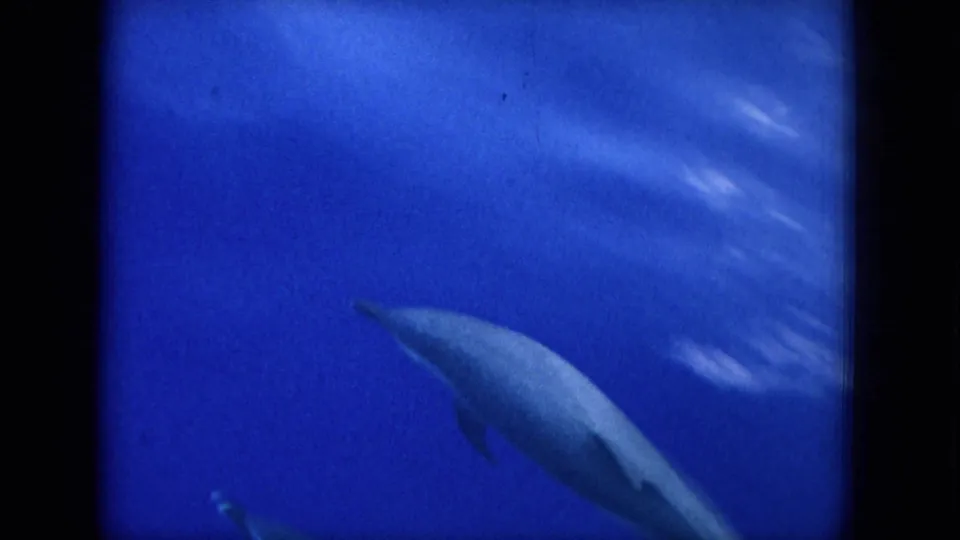 1964 Hawaii 8mm frame showing a dolphin angled through blue underwater space, with heavy grain and smeared highlights.