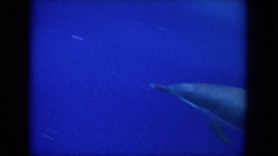 1964 Hawaii 8mm frame with a partial dolphin entering the lower right, surrounded by blue water and visible film texture.