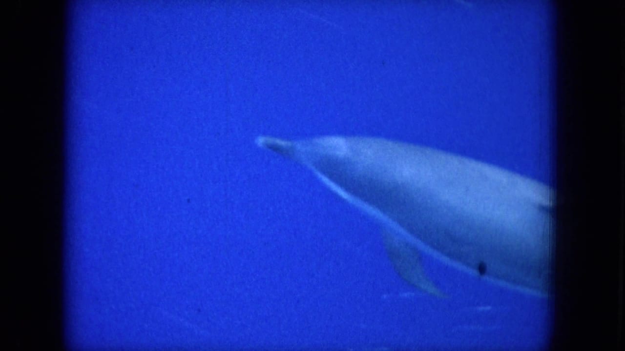 Dolphin swimming through blue water beside dark film-frame edges.