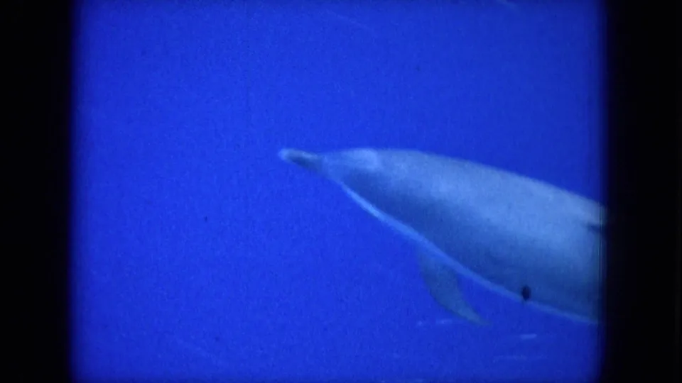 A dolphin glides across deep blue water in 1964 Hawaii 8mm footage, bordered by dark frame edges and soft film grain.