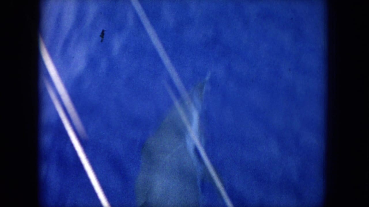 Dolphin partly visible behind bright diagonal reflections in blue water.
