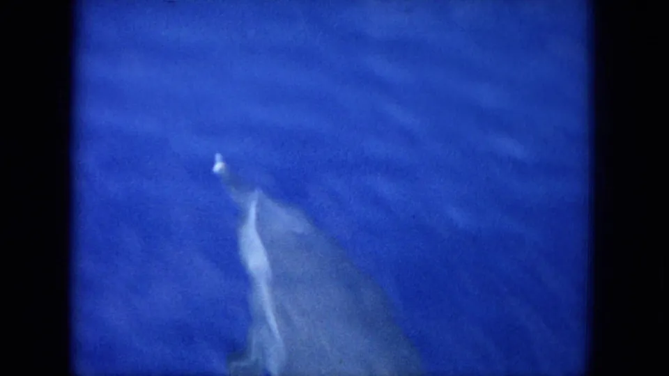 A dolphin rises or turns in blue water, with soft grain and uneven exposure from the 8mm home-movie scan.