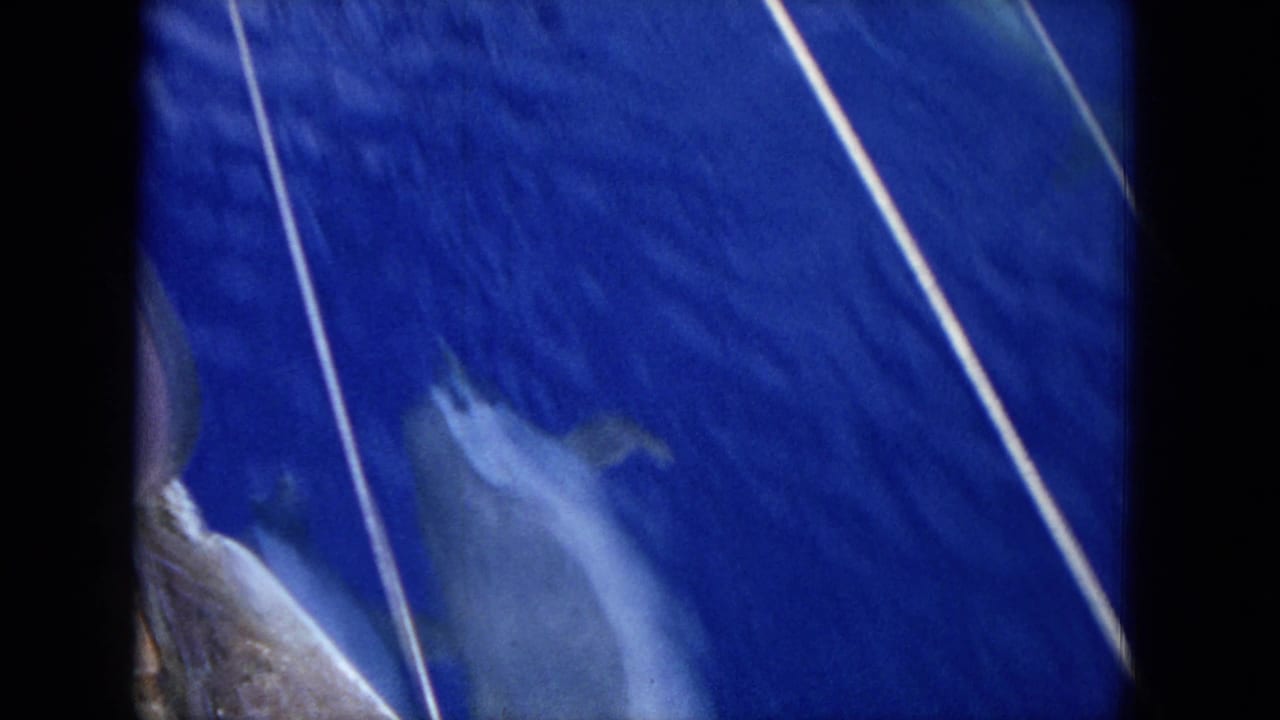 Dolphins moving through deep blue water beside diagonal white boat lines.