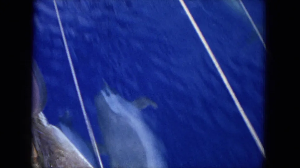 1964 8mm Hawaii footage showing dolphins just below the blue ocean surface beside diagonal boat lines.
