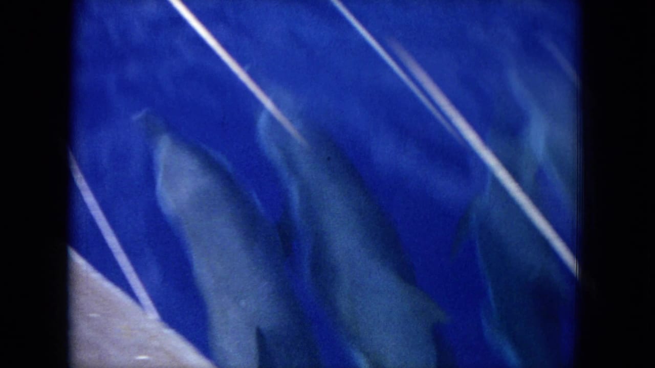 Several dolphins visible under blue water near diagonal white lines.