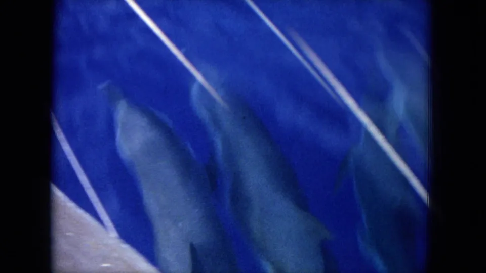 Dolphins swim below the surface in 1964 Hawaii home-movie footage, framed by white boat lines.