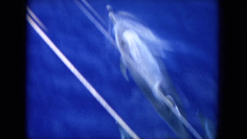 A dolphin appears near the surface in blue Hawaiian water, captured from a moving boat on 8mm film.