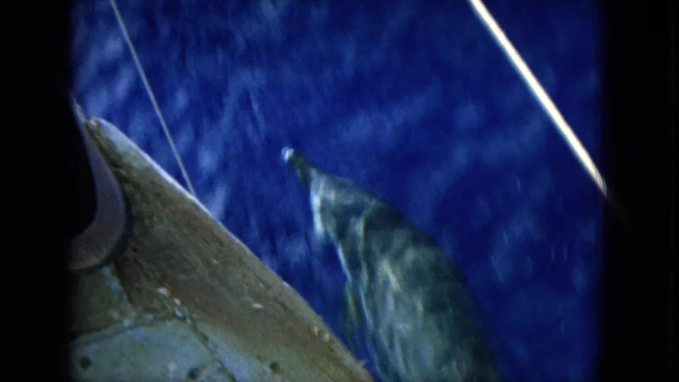Dolphins swim alongside a boat in 1964 Hawaii 8mm footage, with part of the vessel crossing the frame.