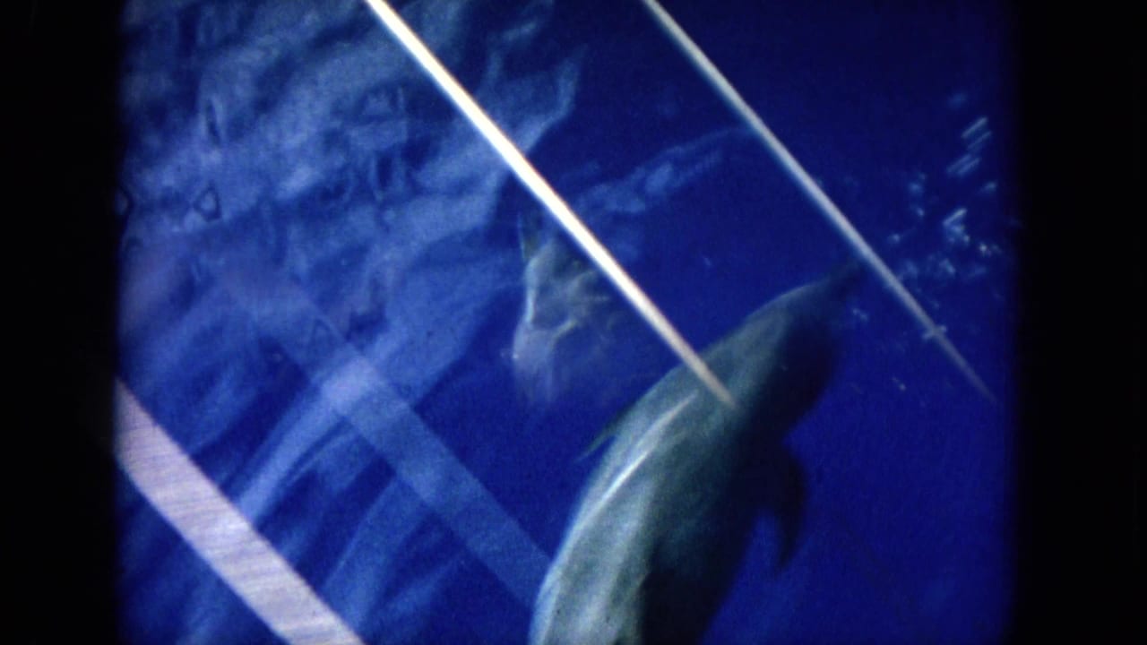 Small aircraft seen close over dark blue water with boat lines crossing the frame.