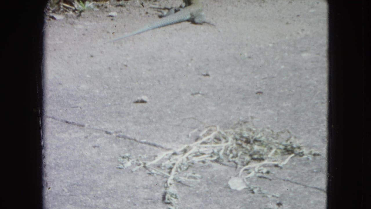 Concrete ground with dried vegetation, small debris, and a small lizard near the top edge.