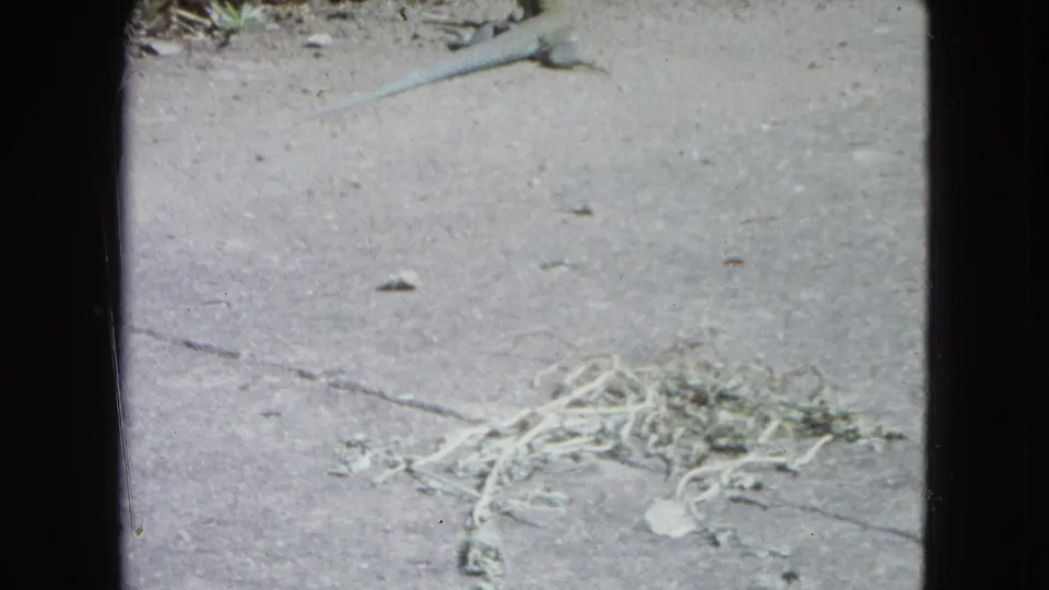 Concrete surface in San Juan with scattered dried plant matter and a small lizard visible near the upper edge of the frame.