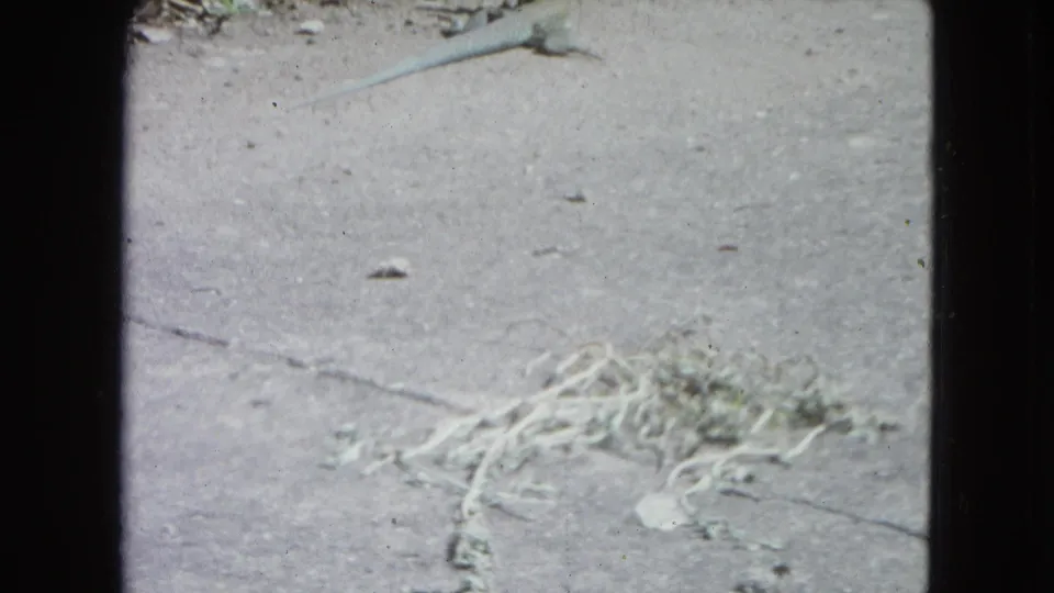 Close street-level view of cracked concrete, dried stems, scattered debris, and a small lizard in 1964 San Juan footage.