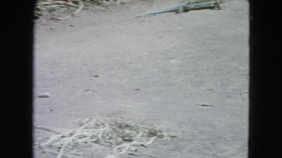 Soft, grainy 8mm view of San Juan pavement with dried vegetation and small debris; the lizard is not clearly visible.