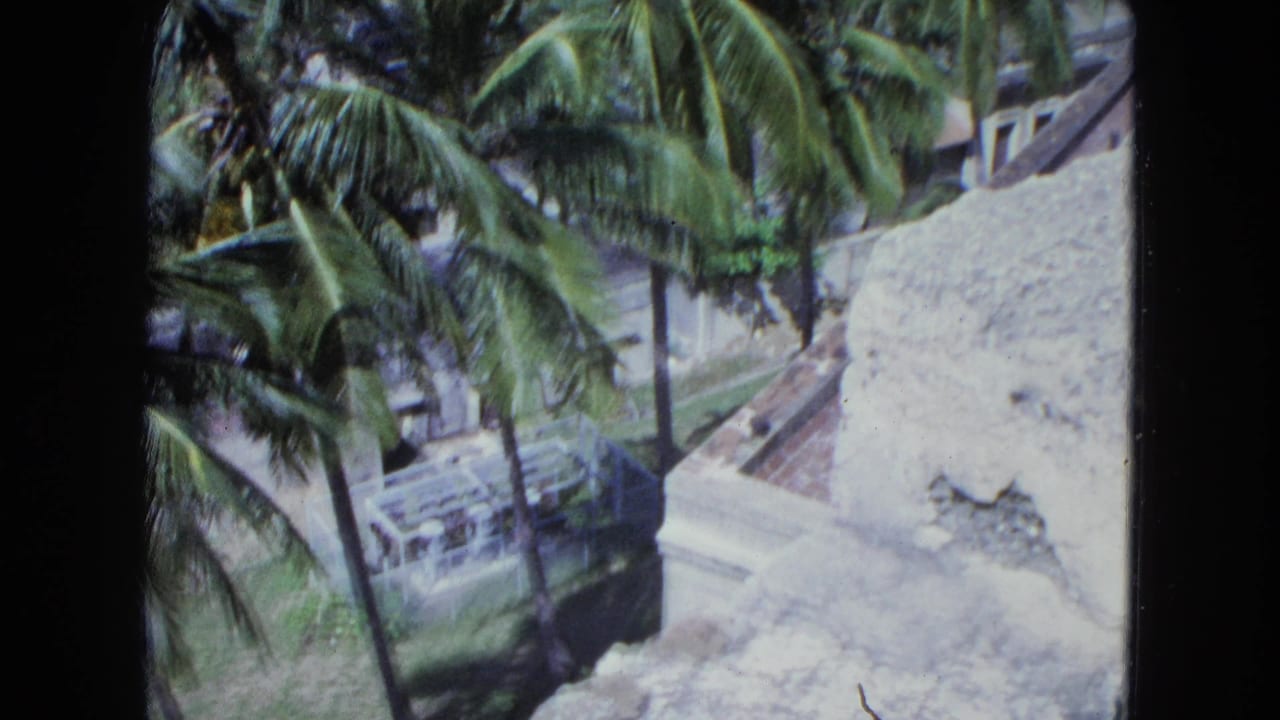 Palm trees beside a stone wall and walkway, viewed from above.