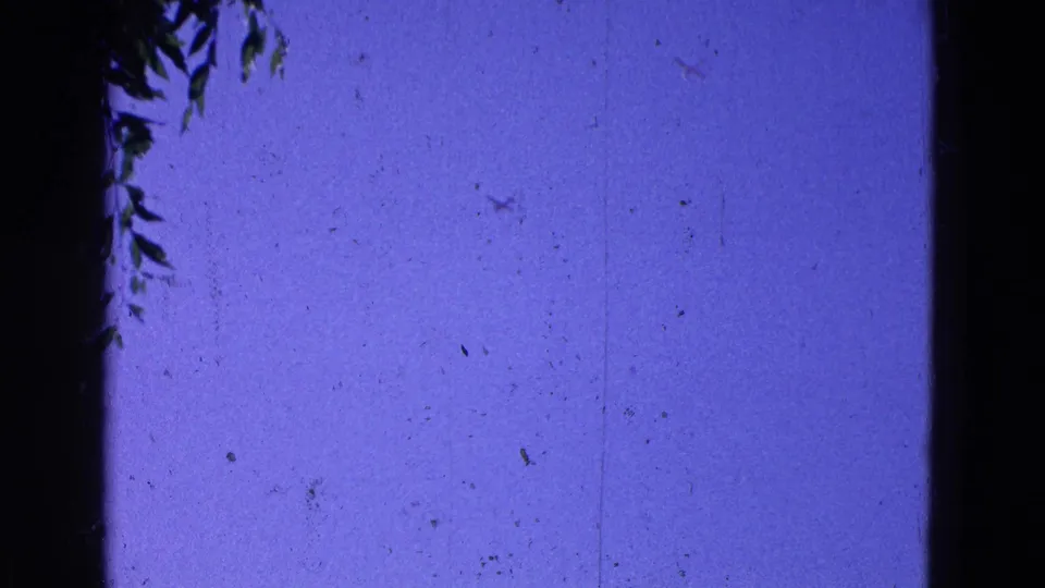 1964 8mm frame with open blue-purple sky, a heavy dark vertical edge, and small leaves entering from the top border.