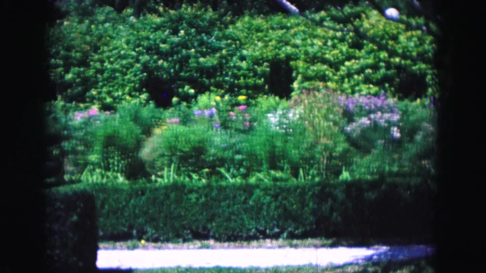 A 1964 Williamsburg garden frame shows layered green shrubs, flower beds, clipped hedges, lawn, and a bright gravel walkway.