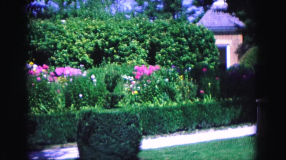 Williamsburg garden view with pink blooms, manicured hedges, a pale walkway, lawn, and a small background structure in 1964 8mm footage.