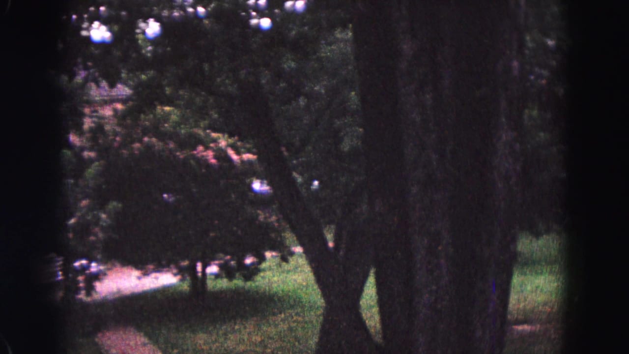 Tree trunks frame a shaded lawn, shrubs, and a partly visible house beyond the garden.