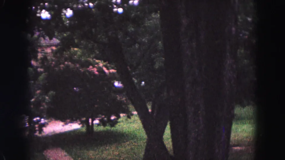 1964 Williamsburg garden view with large tree trunks, grass, dense shrubs, and a house partly hidden in the background.