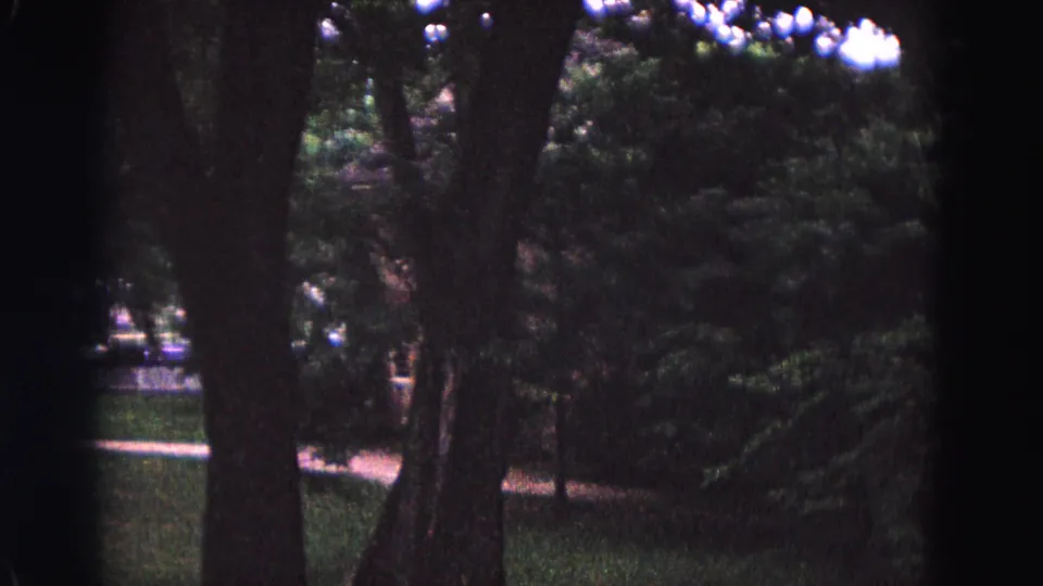 1964 Williamsburg garden detail with tree trunks, shaded grass, dense shrubs, and a pale path glimpsed through foliage.