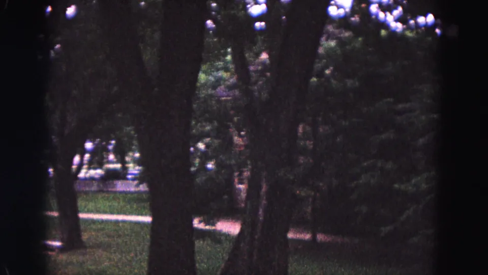 1964 Williamsburg garden view with multiple tree trunks, manicured grass, shrubs, and a pale path behind the trees.
