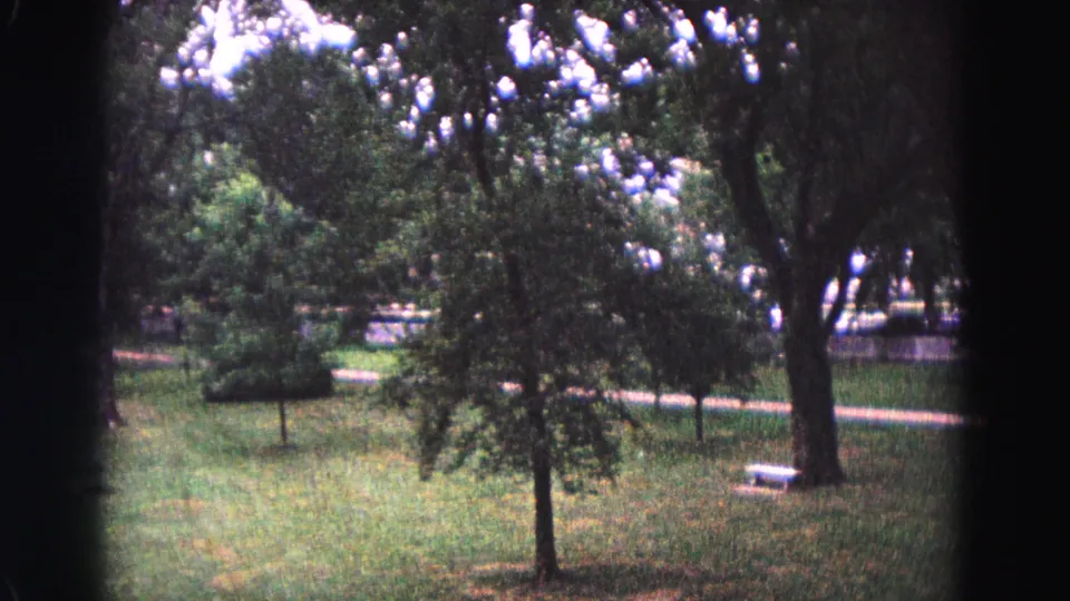 1964 Williamsburg home-movie frame of a grassy park with mature trees, crossing paths, a small foreground tree, and a pale bench or low seat near the right.