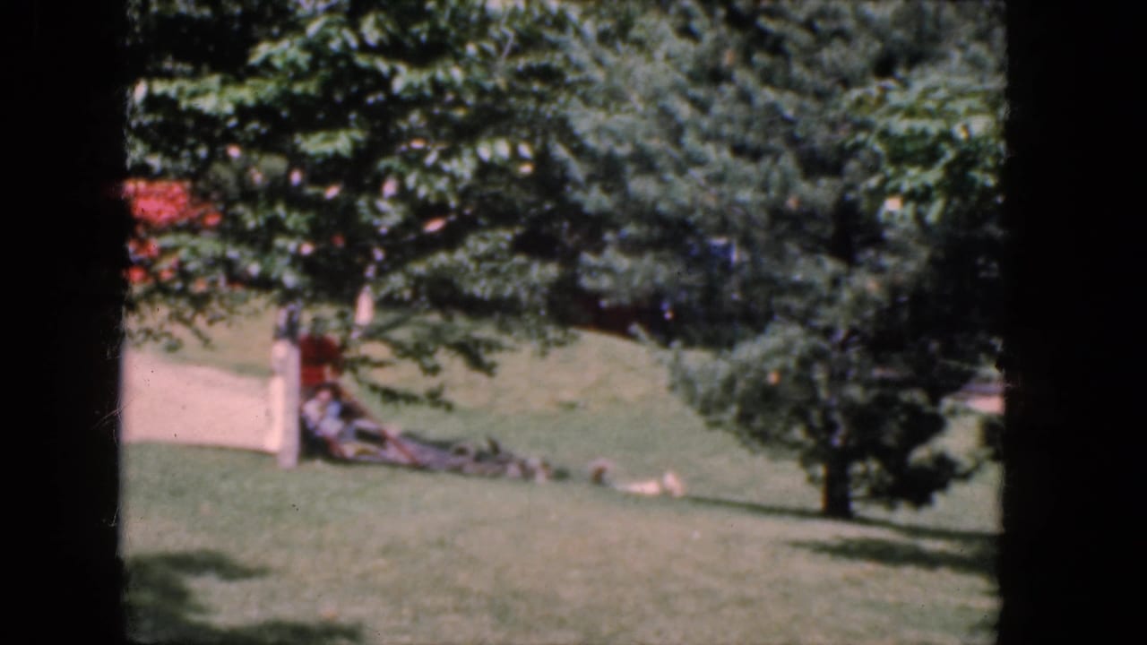 Dog-pulled sled passes near a pale path under trees in a yard.