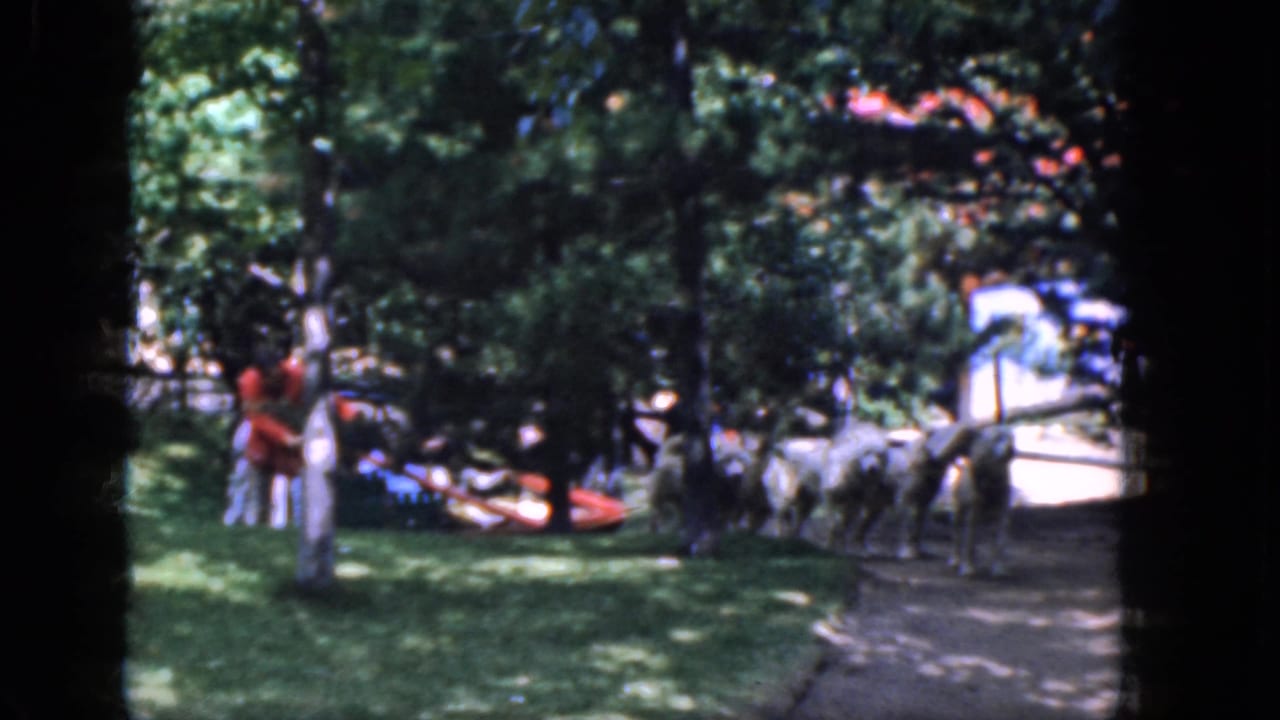 Sled dogs wait near a tree and path while people stand in a shaded park.