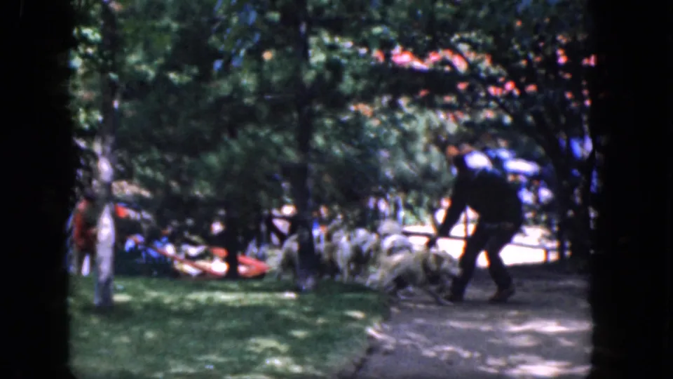 1965 Concord, New Hampshire frame showing a man stepping toward the sled dog team beside a shaded park path.