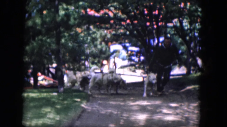 1965 Concord, New Hampshire frame showing a man guiding the lead dog as the team begins to move near a tree-lined path.