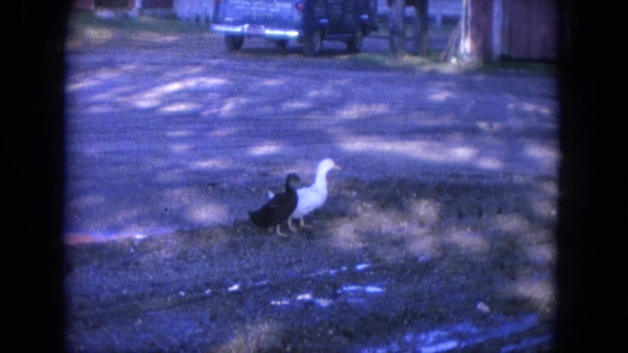 Two ducks, one black and one white, walk across a shaded gravel driveway in 1965 Louisville home-movie footage.