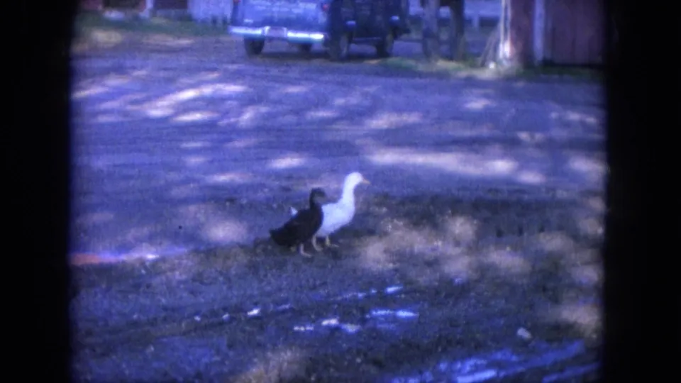 Two ducks, one black and one white, walk across a shaded gravel driveway in 1965 Louisville home-movie footage.