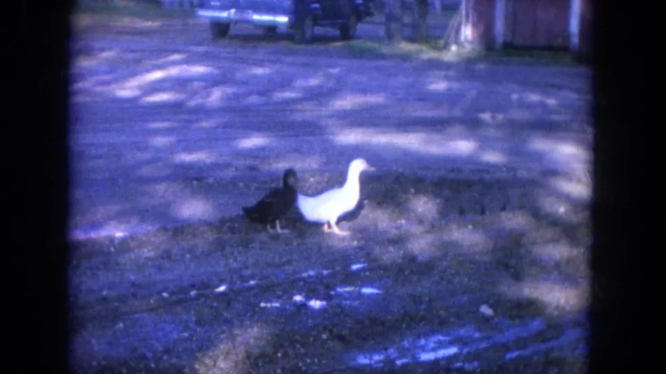The black and white ducks move together on a gravel drive, with a parked pickup truck and house area behind them.